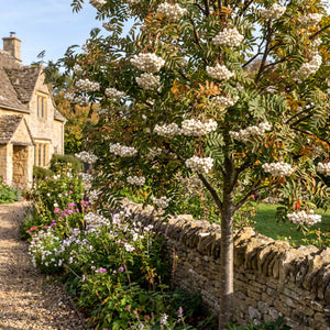 'White Wax' Rowan Tree | Sorbus arnoldiana Ornamental Trees
