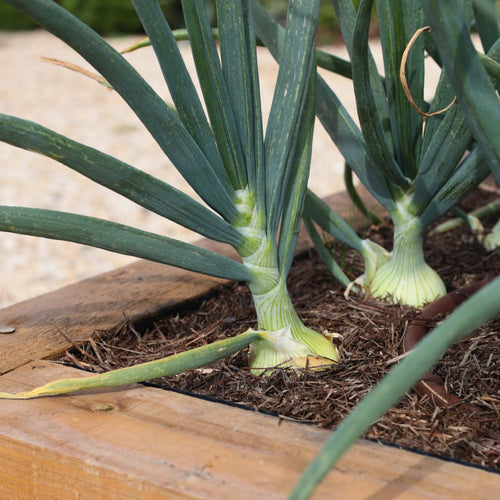 White Onion Plants Vegetables