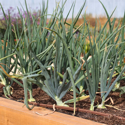 White Onion Plants Vegetables