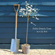 Patio Peach Tree | Prunus persica 'White Peachy' Trained Fruit Trees