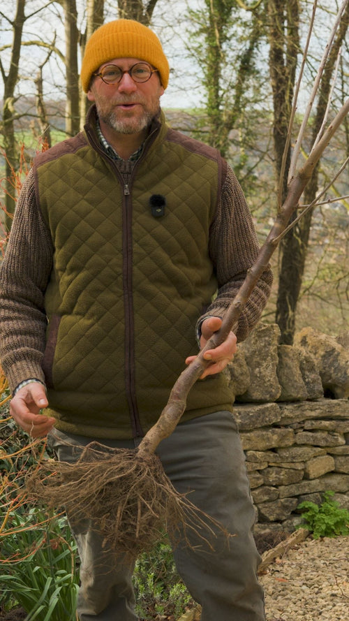 Why buy a bare root tree?