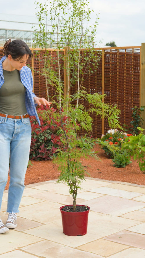 Why choose an acer palmatum?