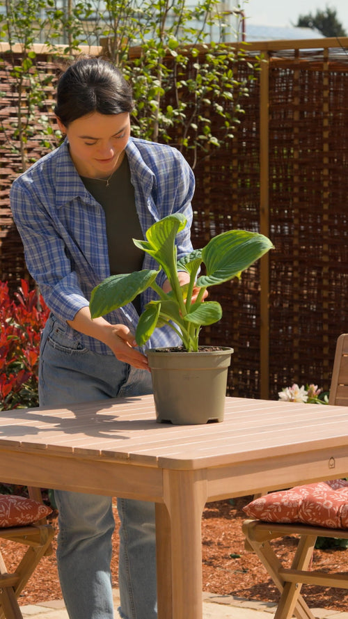 Why choose a hosta?