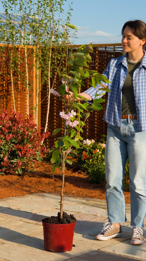 Why choose a 'Kanzan' flowering cherry tree?
