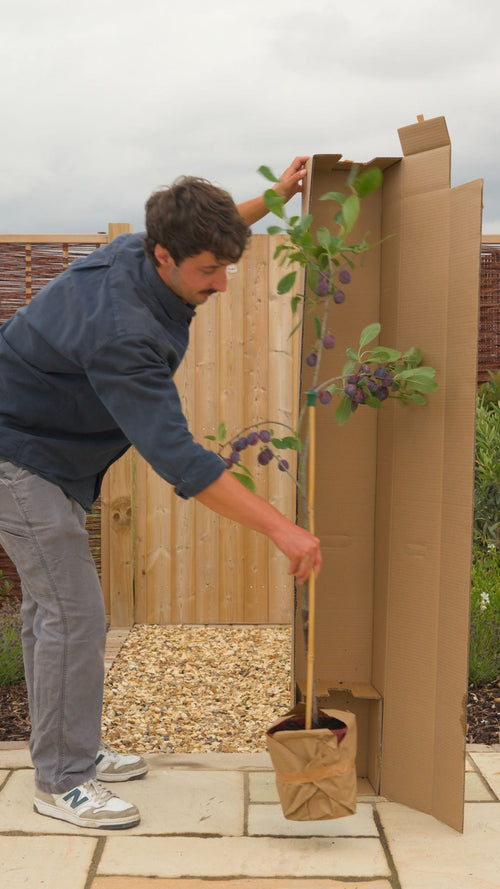 Why choose a Roots plum tree?