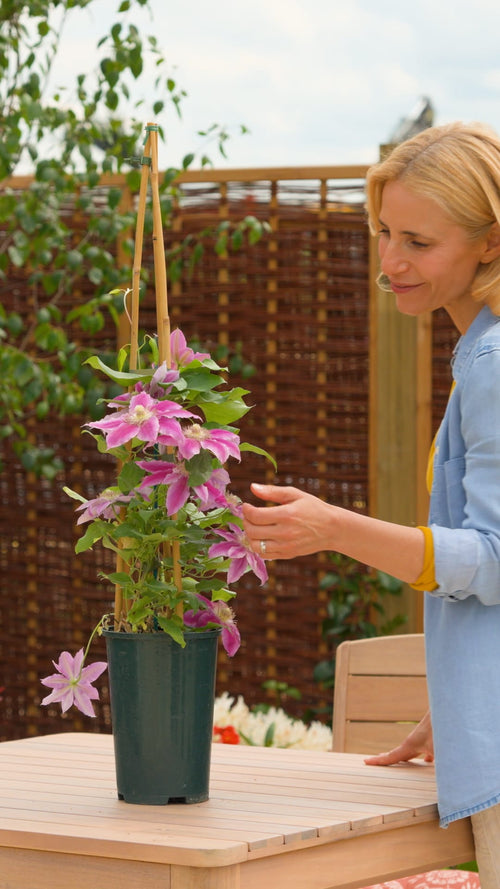 Why choose Clematis 'Dr Ruppel'?