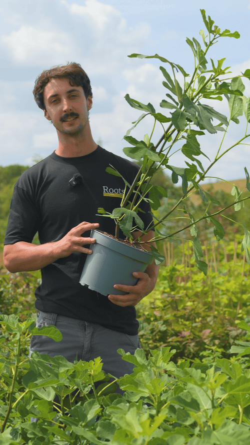 What makes a Roots fig?