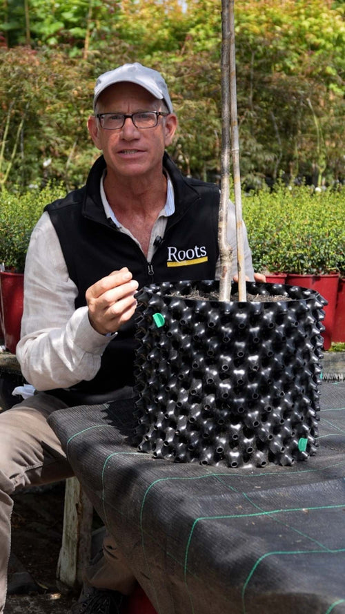 Why do we grow trees in Air-Pots?