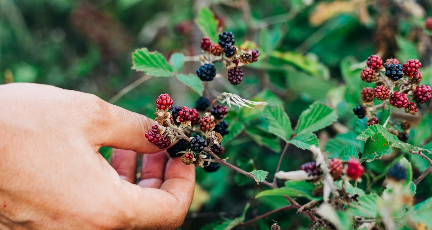Foraging Roots Wild Berries: UK Hedgerow Foraging – Roots Plants