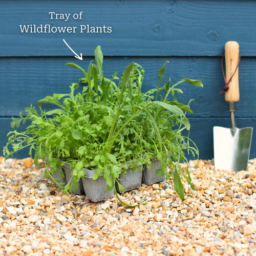 Bee & Butterfly Friendly Wildflower Meadow Plants Perennial Bedding