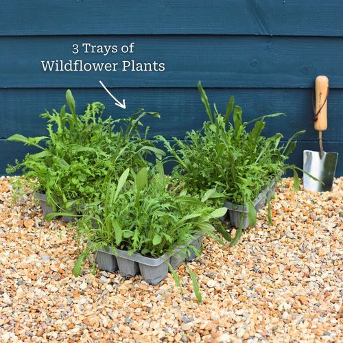 Bee & Butterfly Friendly Wildflower Meadow Plants Perennial Bedding