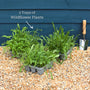 Bee & Butterfly Friendly Wildflower Meadow Plants Perennial Bedding