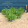 Bee & Butterfly Friendly Wildflower Meadow Plants Perennial Bedding