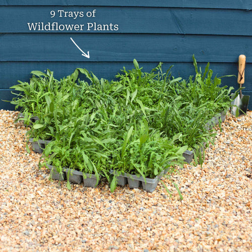 Bee & Butterfly Friendly Wildflower Meadow Plants Perennial Bedding