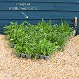 Bee & Butterfly Friendly Wildflower Meadow Plants Perennial Bedding