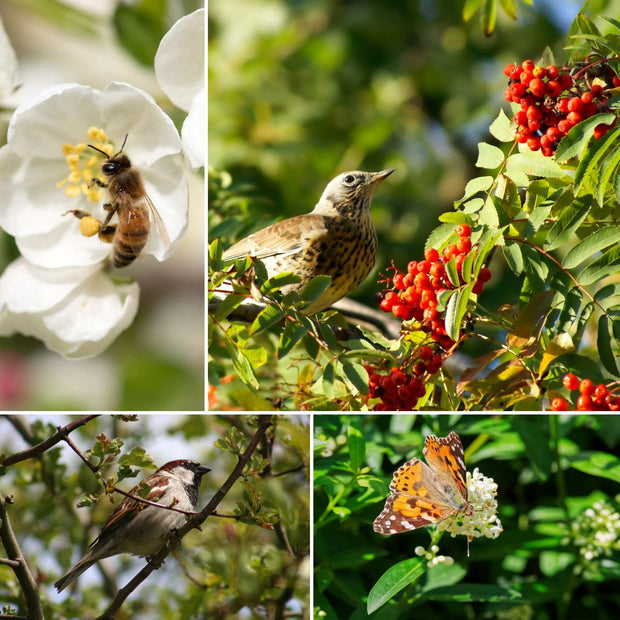 Best Mixed Native Wildlife Hedging | Growers' Choice Shrubs