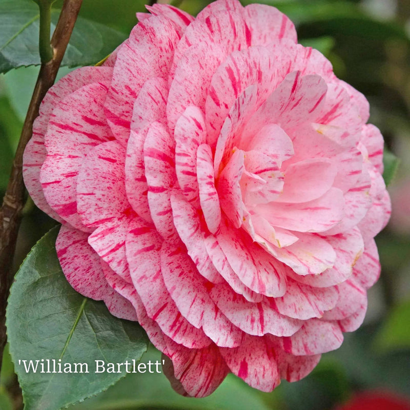 Camellia Gift Gift Option