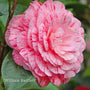 Camellia Gift Gift Option