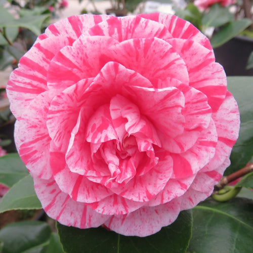 Pink Japanese Camellia | Camellia japonica 'William Bartlett' Shrubs