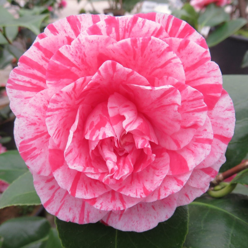 Pink Japanese Camellia | Camellia japonica 'William Bartlett' Shrubs