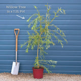 Golden Weeping Willow Tree | Salix 'Chrysocoma' Ornamental Trees
