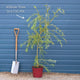 Golden Weeping Willow Tree | Salix 'Chrysocoma' Ornamental Trees