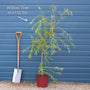 Golden Weeping Willow Tree | Salix 'Chrysocoma' Ornamental Trees