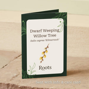 The Dwarf Weeping Willow Tree Gift Gift Option