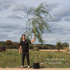 Corkscrew Willow Tree | Salix matsudana 'Tortuosa' Ornamental Trees