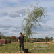 Golden Weeping Willow Tree | Salix 'Chrysocoma' Ornamental Trees