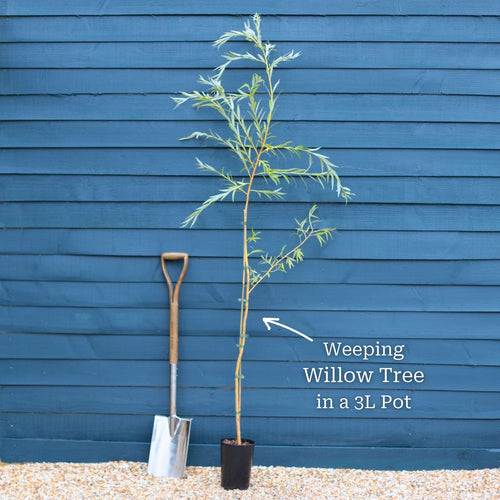 Golden Weeping Willow Tree | Salix 'Chrysocoma' Ornamental Trees
