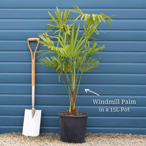 Hardy Windmill Palm | Trachycarpus fortunei Shrubs