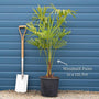 Hardy Windmill Palm | Trachycarpus fortunei Shrubs