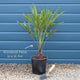 Hardy Windmill Palm | Trachycarpus fortunei Shrubs