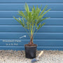 Hardy Windmill Palm | Trachycarpus fortunei Shrubs