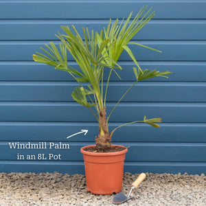 Hardy Windmill Palm | Trachycarpus fortunei Shrubs