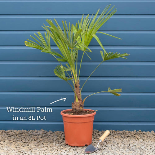 Hardy Windmill Palm | Trachycarpus fortunei Shrubs