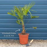 Hardy Windmill Palm | Trachycarpus fortunei Shrubs