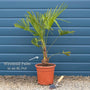 Hardy Windmill Palm | Trachycarpus fortunei Shrubs