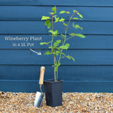 Japanese Wineberry Plant Soft Fruit