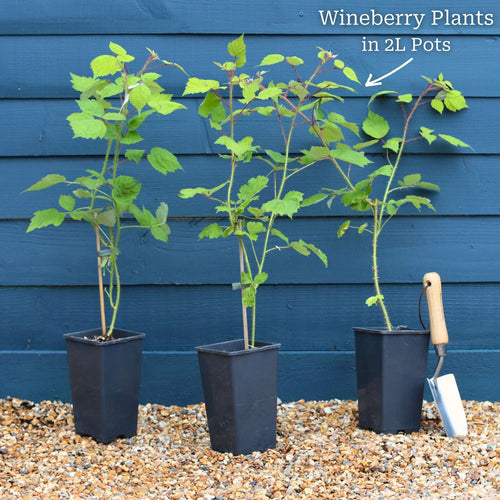 Japanese Wineberry Plant Soft Fruit