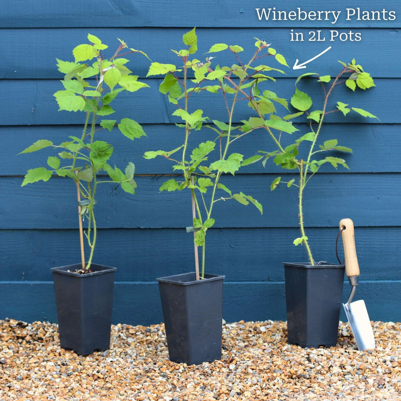 Japanese Wineberry Plant Soft Fruit
