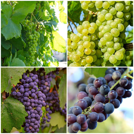 British Winemaking Grape Vines Collection Soft Fruit