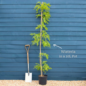 Chinese Wisteria | Wisteria sinensis Climbing Plants