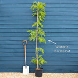 Chinese Wisteria | Wisteria sinensis Climbing Plants