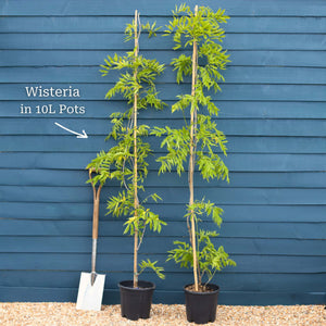Chinese Wisteria | Wisteria sinensis Climbing Plants