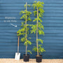Chinese Wisteria | Wisteria sinensis Climbing Plants