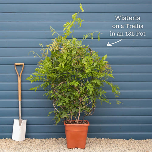 Chinese Wisteria | Wisteria sinensis Climbing Plants