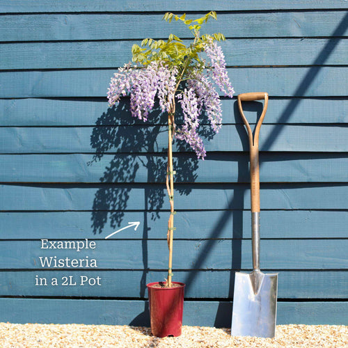 Chinese Wisteria | Wisteria sinensis 'Prolific' Climbing Plants