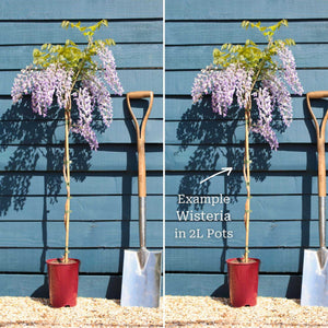 Chinese Wisteria | Wisteria sinensis Climbing Plants